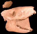 Image of a oreodont skull and endocast