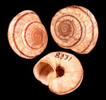 Image of snails