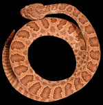 Image of western rattlesnake