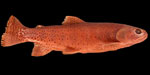 Image of cutthroat trout