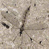 Image of a cranefly fossil