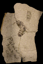 image of fossilized yellow jacket or hornet