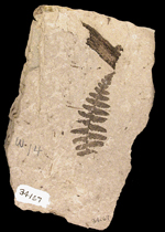 image of fossilized wood fern