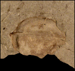 image of fossilized hickory nut