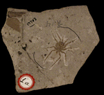 image of fossilized Mygalamorph spider