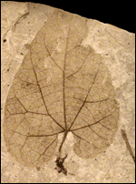 image of fossilized birthwort