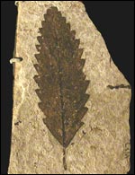 image of fossilized beech leaf