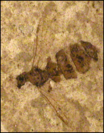 image of fossilized velvety tree ant