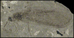 image of fossilized giant lacewing