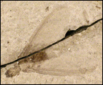 image of fossilized termite