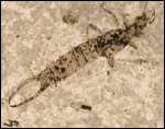 image of fossilized earwig