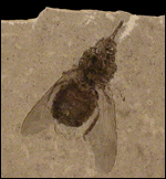 image of fossilized tsetse fly