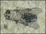 image of fossilized flower fly