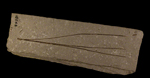 image of fossilized pine needles
