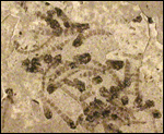 image of fossilized midges