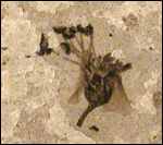 image of fossilized flower