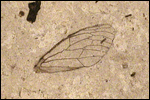 image of fossilized cicada