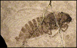 image of fossilized cicada wing