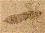 image of fossilized dragonfly nymph