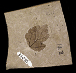 image of fossilized maple leaf