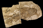 image of fossilized sucker fish
