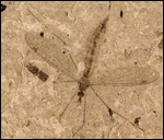 image of fossilized crane fly