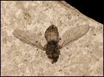 image of fossilized flower fly