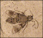 image of fossilized common sawfly