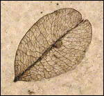 image of fossilized soap berry seed pod