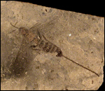 image of fossilized horntail