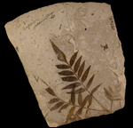 image of fossilized sumac leaf