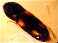image of click beetle preserved in amber