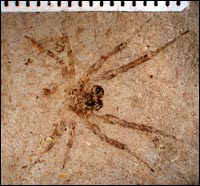 image of orb weaver spider