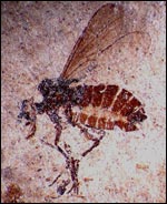 image of march fly