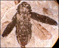 image of metallic wood-boring beetle