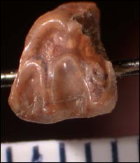 image of Ischyromyid rodent tooth 