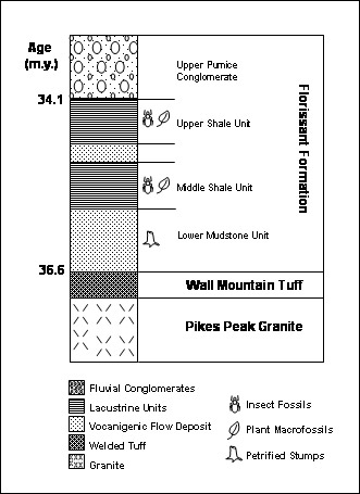 stratigraphic column of the Florissant formation