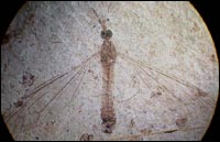 image of a crane fly