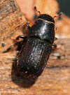 bark beetle