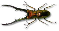 Stag beetle