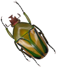 Eudicella gralli or striped love beetle