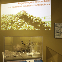 Thumbnail image of Harvester Ants exhibit showing projected movie above display vitrine
