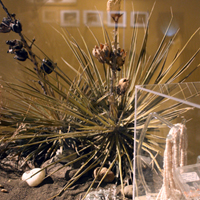 Thumbnail image of Harvester Ants vitrine showing prairie diorama with yucca plant and horned lizard