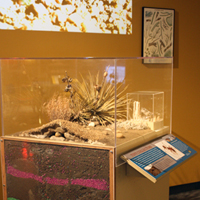 Thumbnail image of Harvester Ants vitrine showing cross-section of ant nest underground. Colored pebbles show how ants vertically mix sediment
