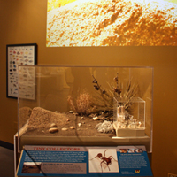 Thumbnail image of Harvester Ants exhibit showing projected movie above display vitrine