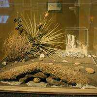 Thumbnail image of part of Harvester Ants vitrine showing cross-section of above-ground portion of nest