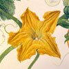 Botanical illustration of pumpkin