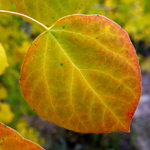 Thumbnail image of an aspen leaf changing to fall colors