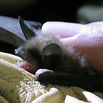 Image of researcher's hands holding a trapped bat