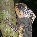 Image of chamaeleon on tree in Costa Rica